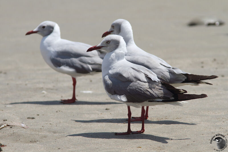 Grey-headed Gulladult post breeding, identification