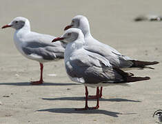 Grey-headed Gull