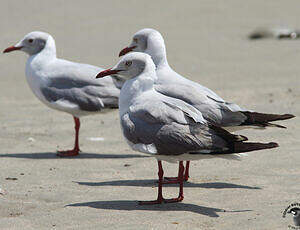 Mouette à tête grise