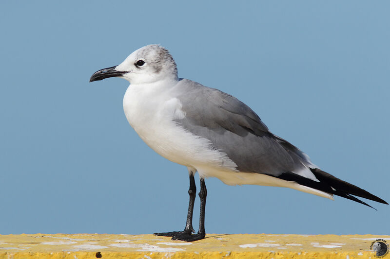 Mouette atricilleadulte internuptial, identification