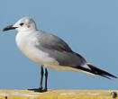 Mouette atricille