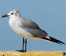 Mouette atricille