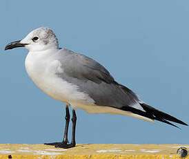 Mouette atricille