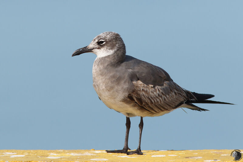 Mouette atricilleimmature, identification