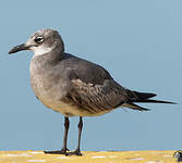 Mouette atricille