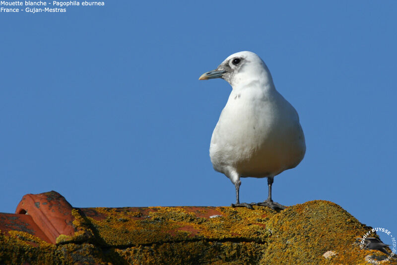 Mouette blanche2ème année, identification