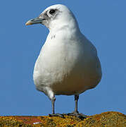 Mouette blanche