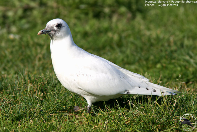 Mouette blanche2ème année, identification