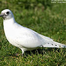 Mouette blanche