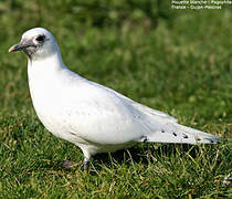 Ivory Gull