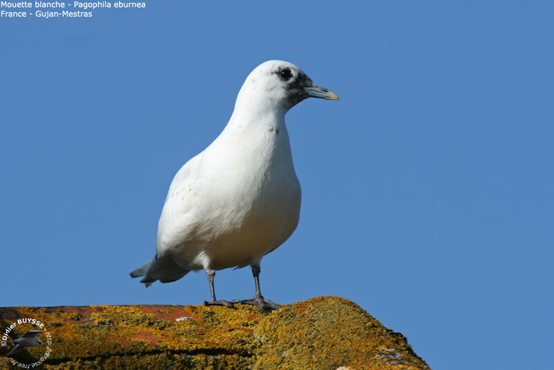 Mouette blanche2ème année, identification