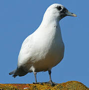 Ivory Gull