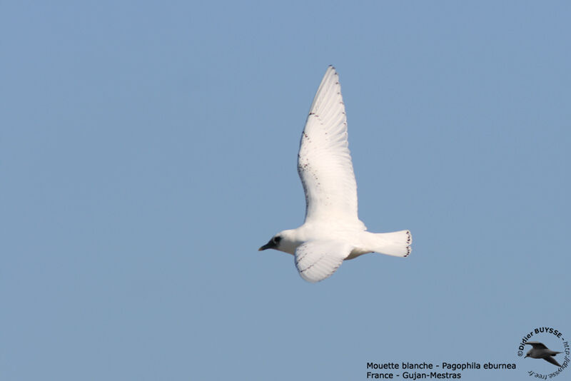 Mouette blanche2ème année, identification