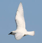 Mouette blanche