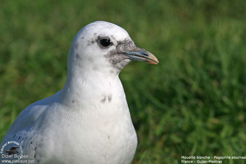 Ivory GullSecond year, close-up portrait