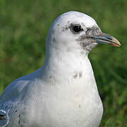 Mouette blanche