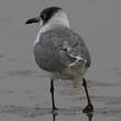 Mouette de Franklin