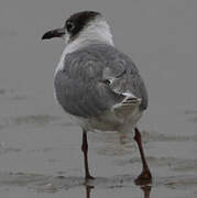 Franklin's Gull