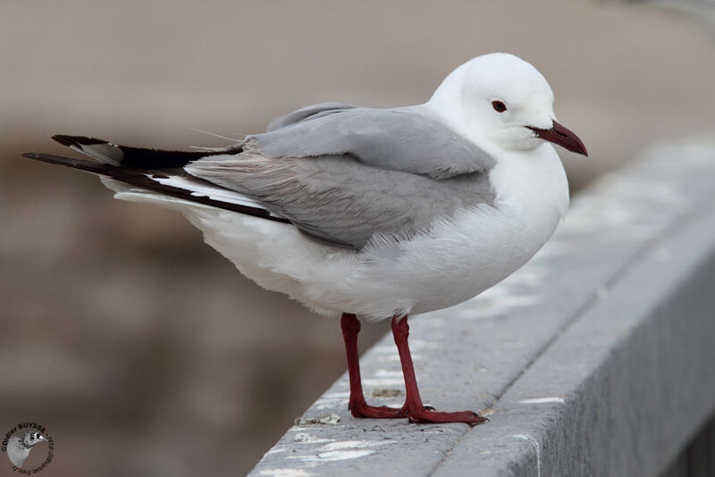 Hartlaub's Gulladult, identification