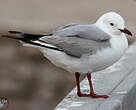 Mouette de Hartlaub