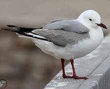 Hartlaub's Gull