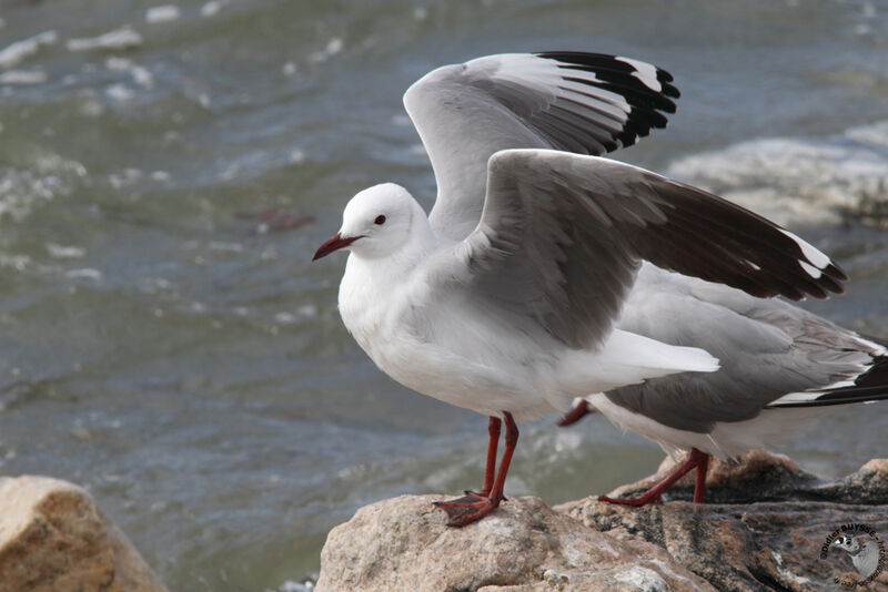 Mouette de Hartlaubadulte, identification