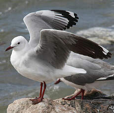 Mouette de Hartlaub