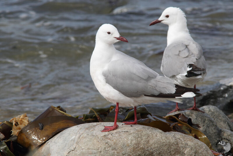 Mouette de Hartlaubadulte, identification