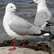 Hartlaub's Gull