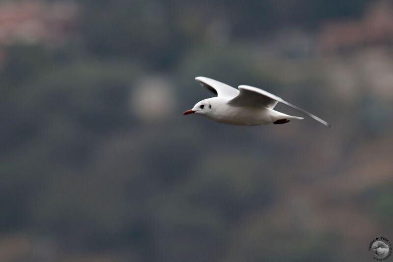 Mouette de Patagonieadulte internuptial, Vol