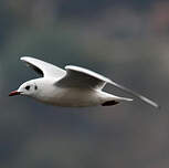 Mouette de Patagonie