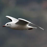 Brown-hooded Gull