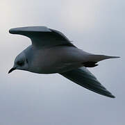 Mouette de Ross