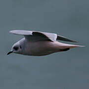 Ross's Gull