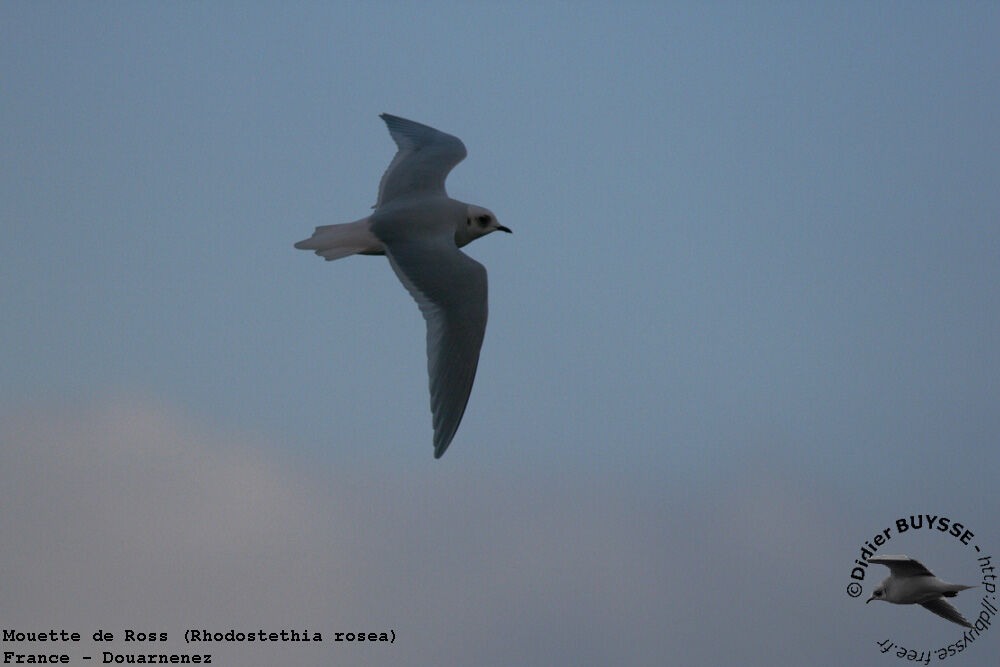 Mouette de Rossadulte internuptial