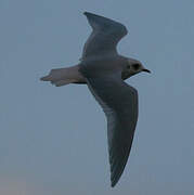 Mouette de Ross