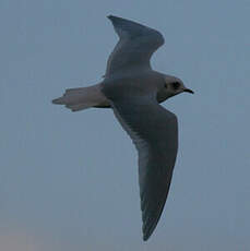 Mouette de Ross