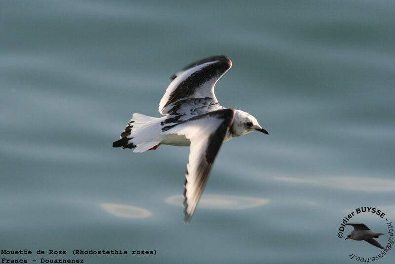 Mouette de Ross1ère année, Vol