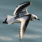 Ross's Gull