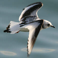 Mouette de Ross