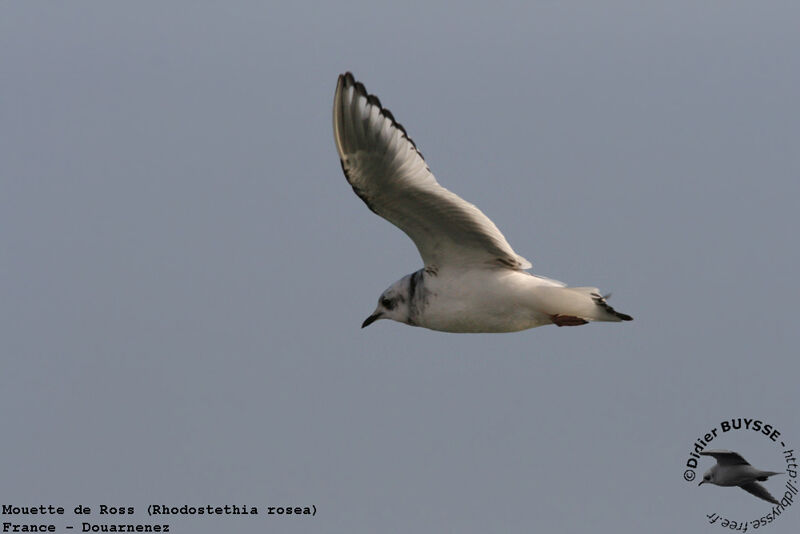 Mouette de Ross1ère année