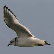 Ross's Gull