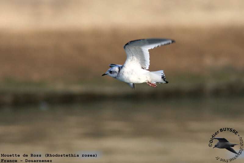 Mouette de Ross1ère année