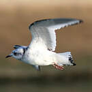 Mouette de Ross