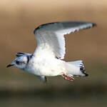 Mouette de Ross