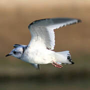 Ross's Gull