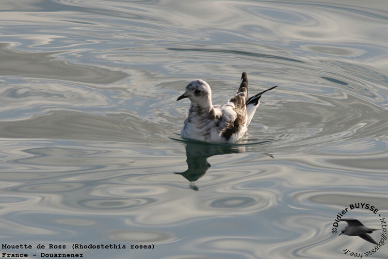 Mouette de Ross1ère année