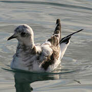 Ross's Gull