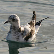 Mouette de Ross