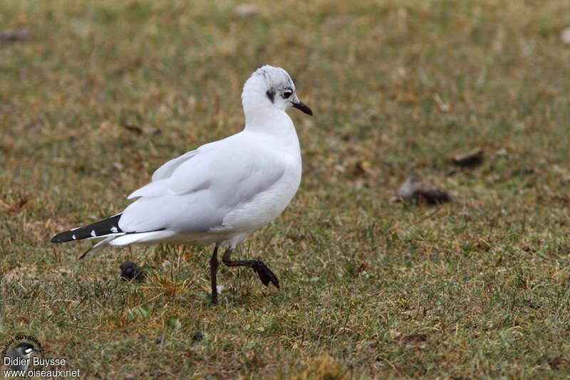 Mouette des Andesadulte internuptial, identification